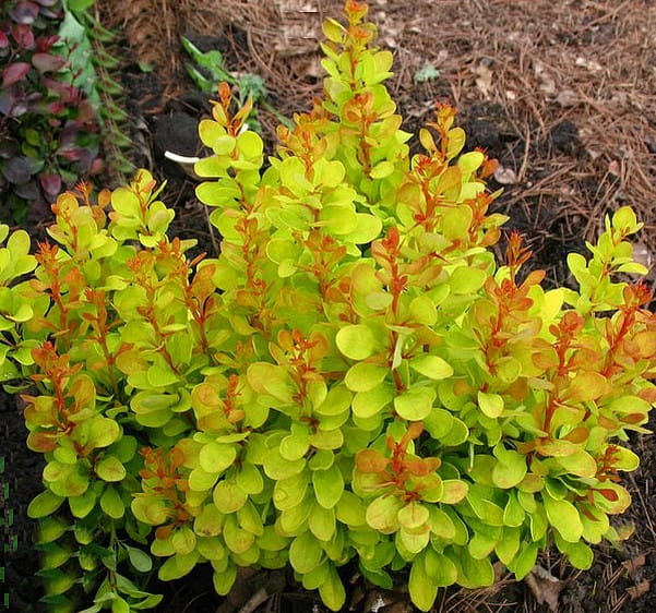 Berberys Thunberga GOLDEN CARPET