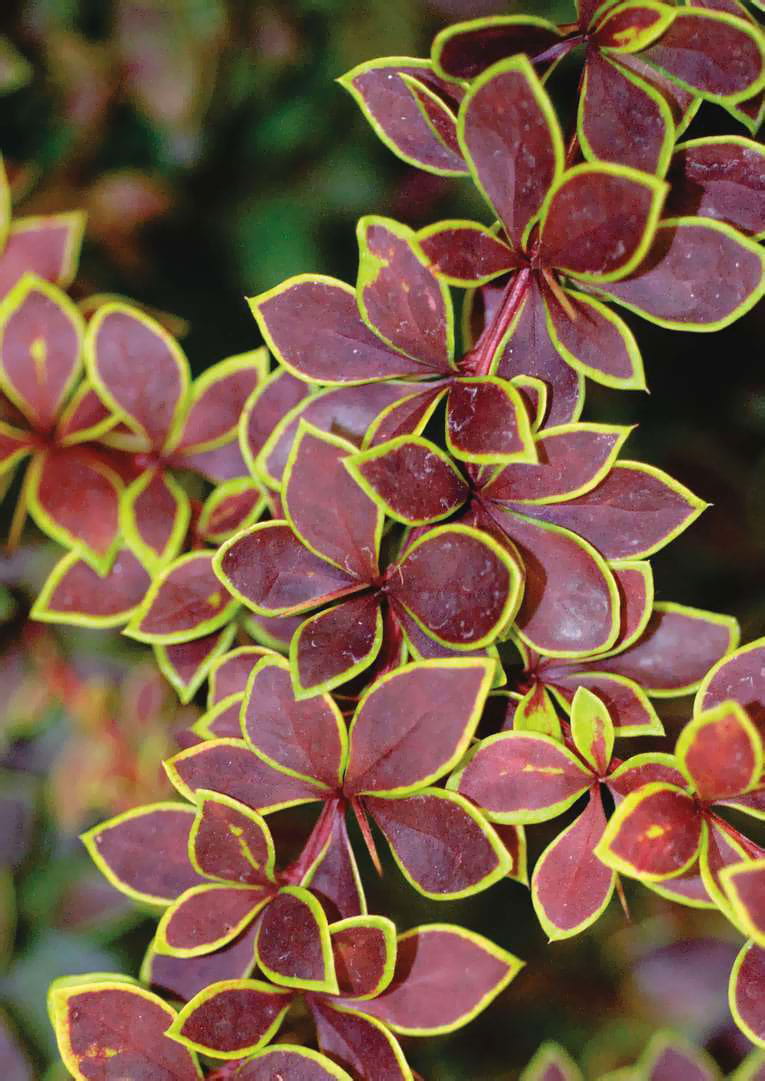 Berberys Thunberga GOLDEN RING