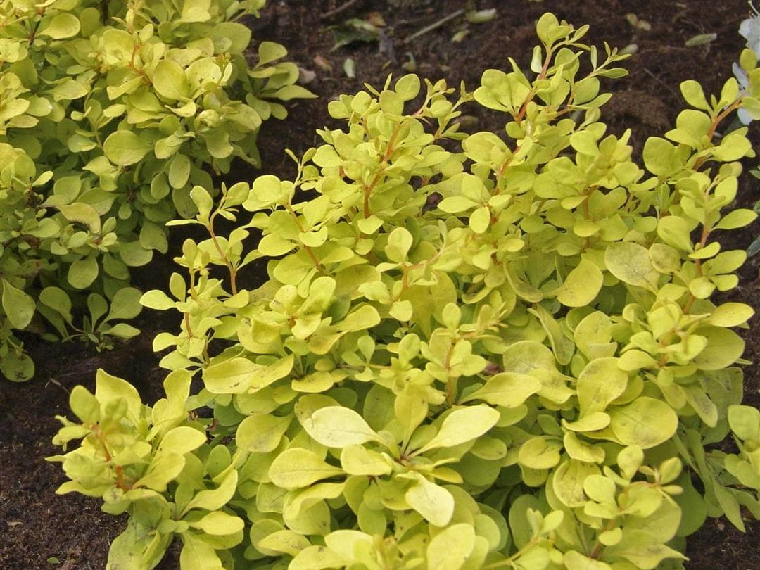 Berberys Thunberga GOLDEN ZWERG