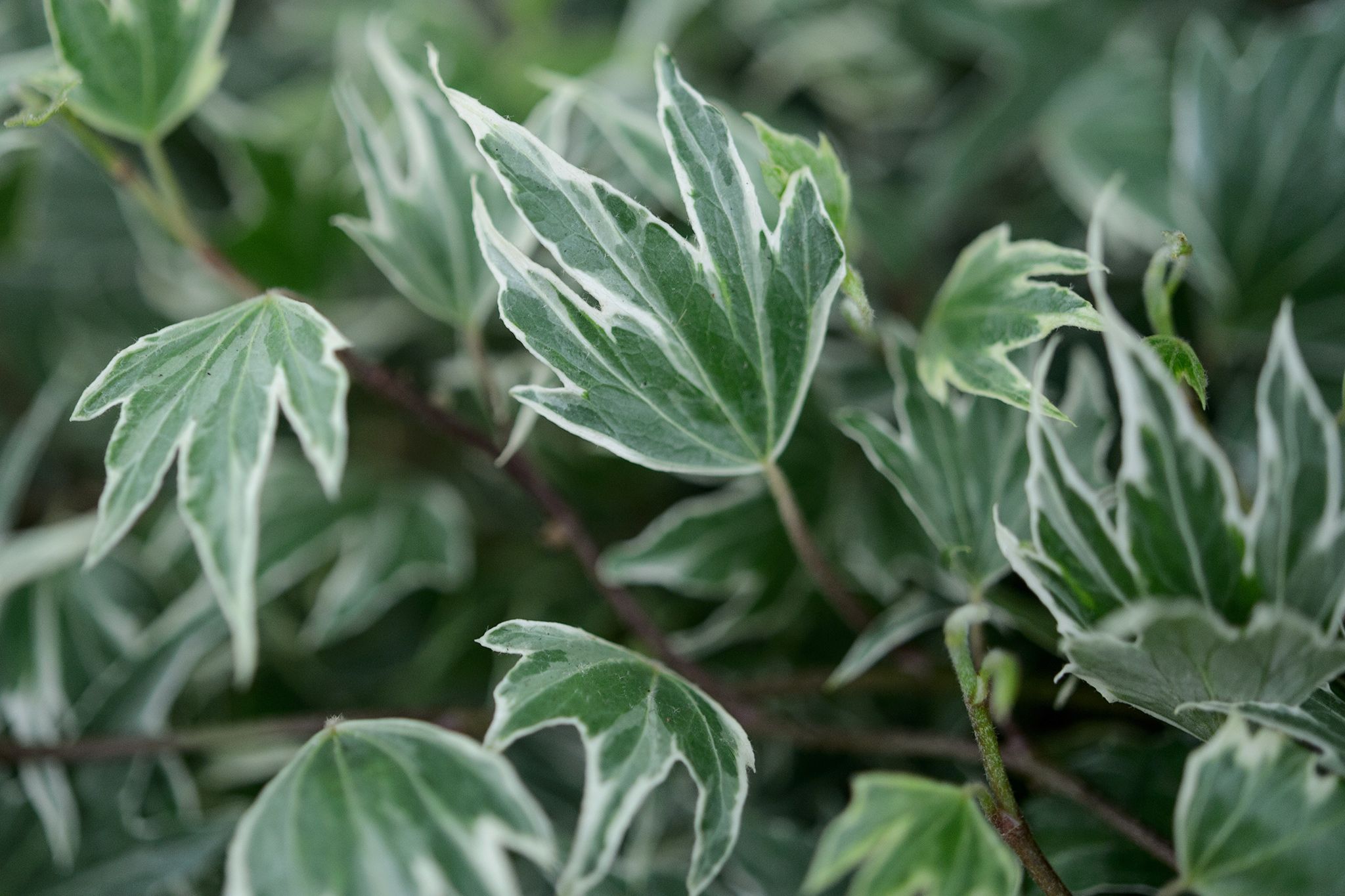 Bluszcz pospolity WHITE RIPPLE