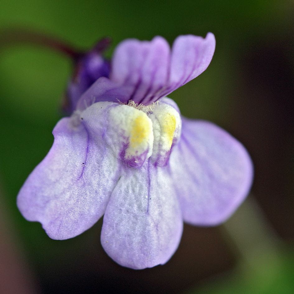 Cymbalaria Bluszczykowata