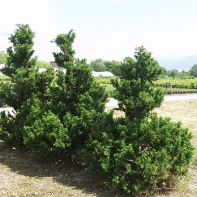 Cyprysik tępołuskowy DRAHT