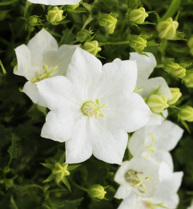 Dzwonek karpacki CARILLON WHITE