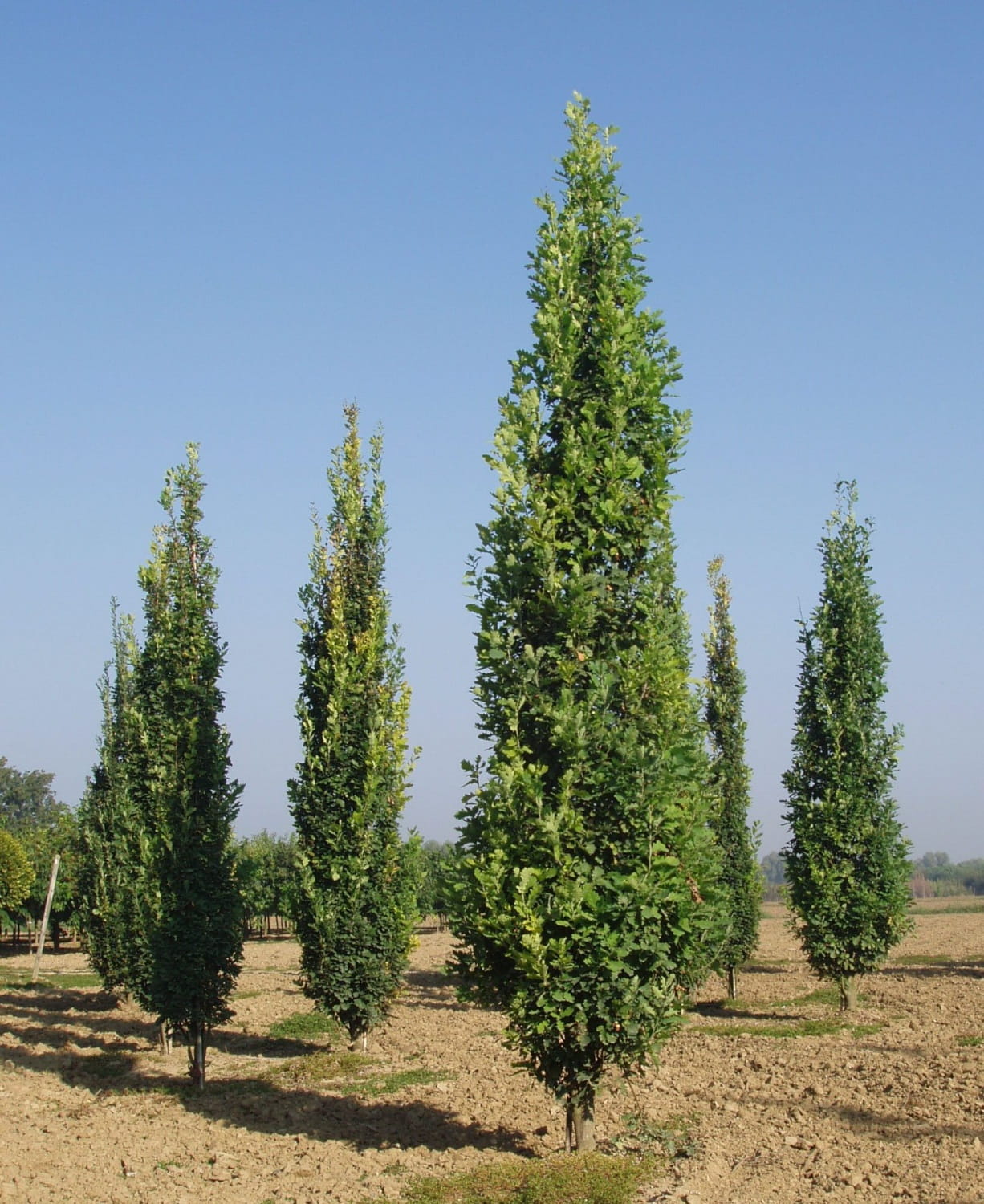 Dąb Szypułkowy FASTIGIATA