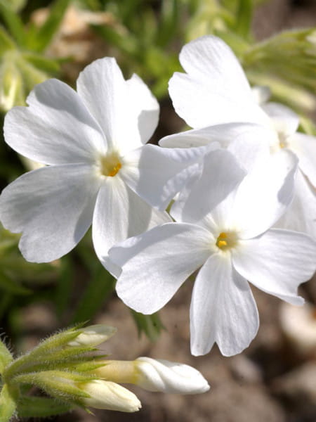 Floks szydlasty WHITE DELIGHT