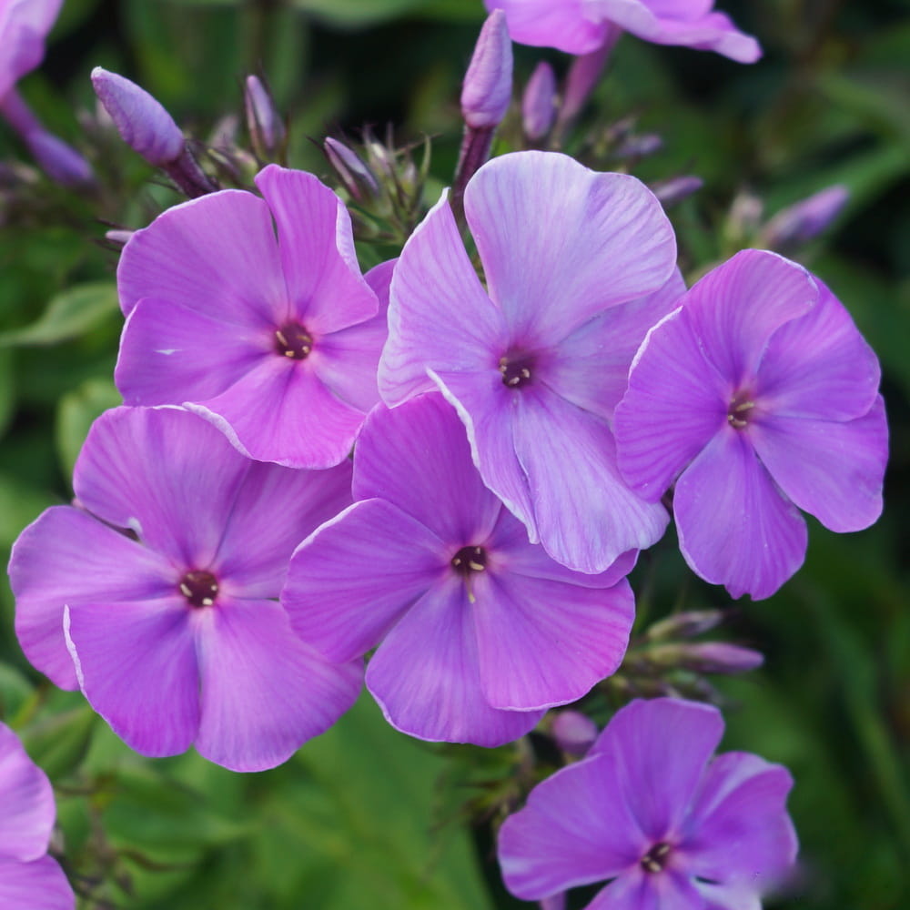 Floks wiechowaty PURPLE WHITE DITOSTEM