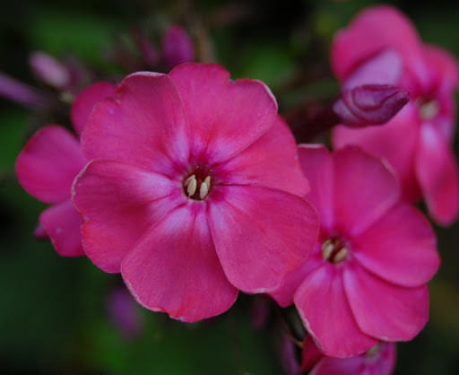 Floks wiechowaty TENOR