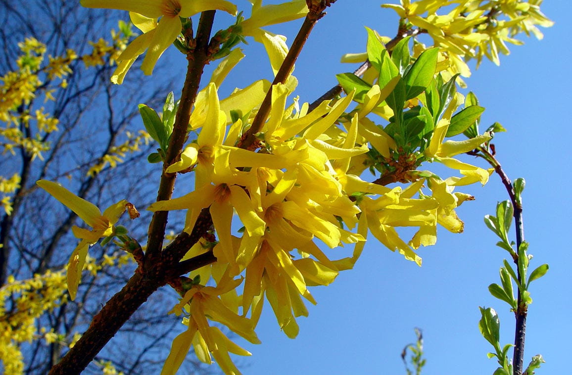 FORSYCJA zielona KUMSON