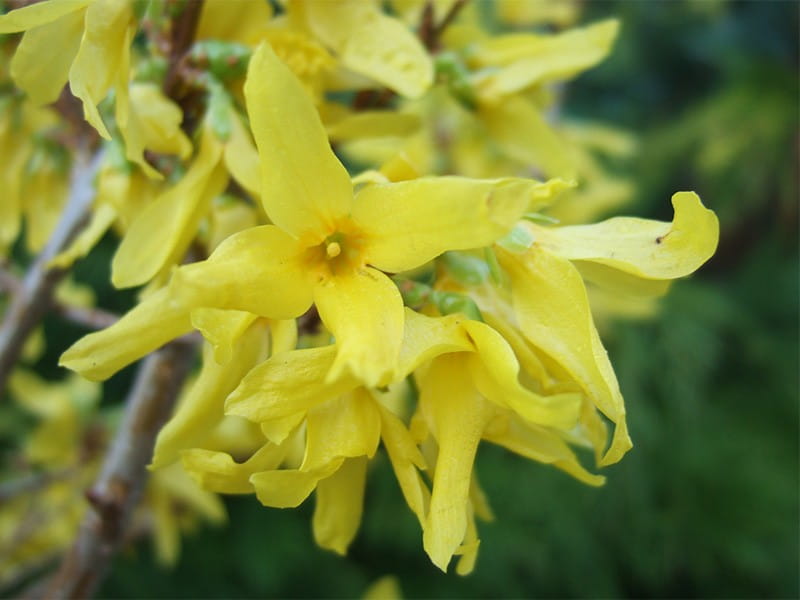 Forsycja Pośrednia GOLDEN TIMES