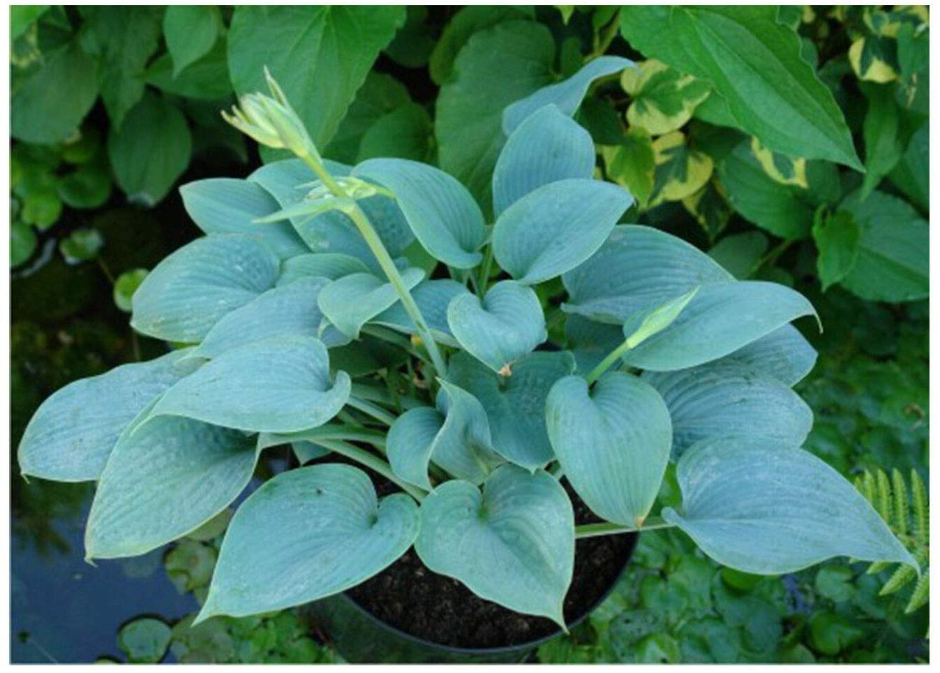 Funkia - HOSTA FRAGANT BLUE