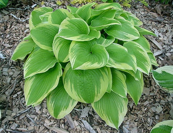 Funkia - HOSTA MEMORIES OF DOROTHY