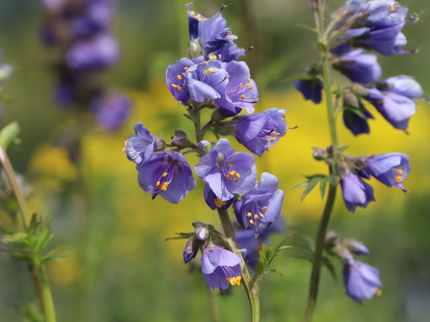 Wielosił BŁĘKITNY