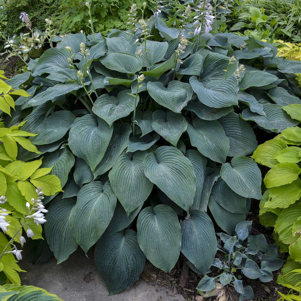 Funkia HOSTA BLUE MAMMOTH