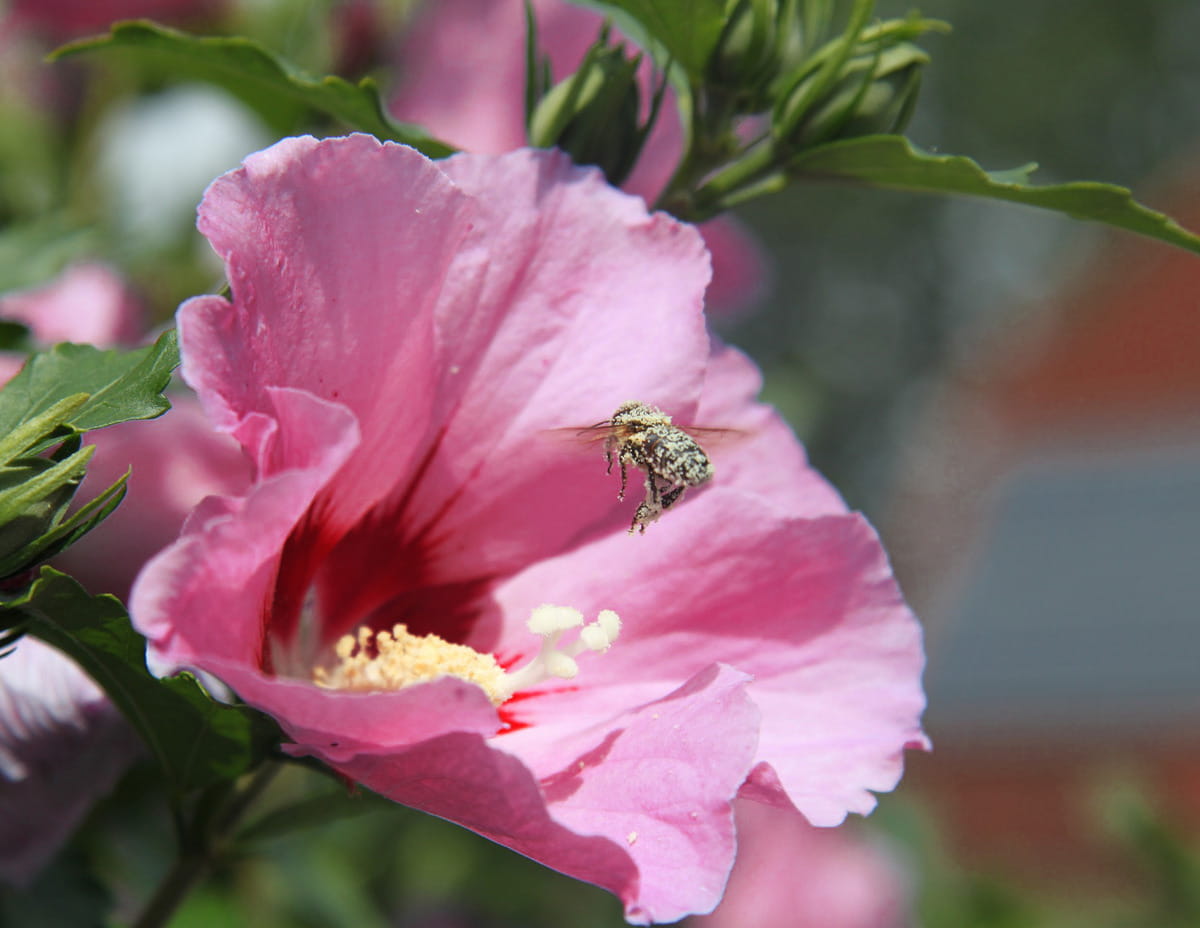 Hibiskus WOODBRIDGE szczepiony