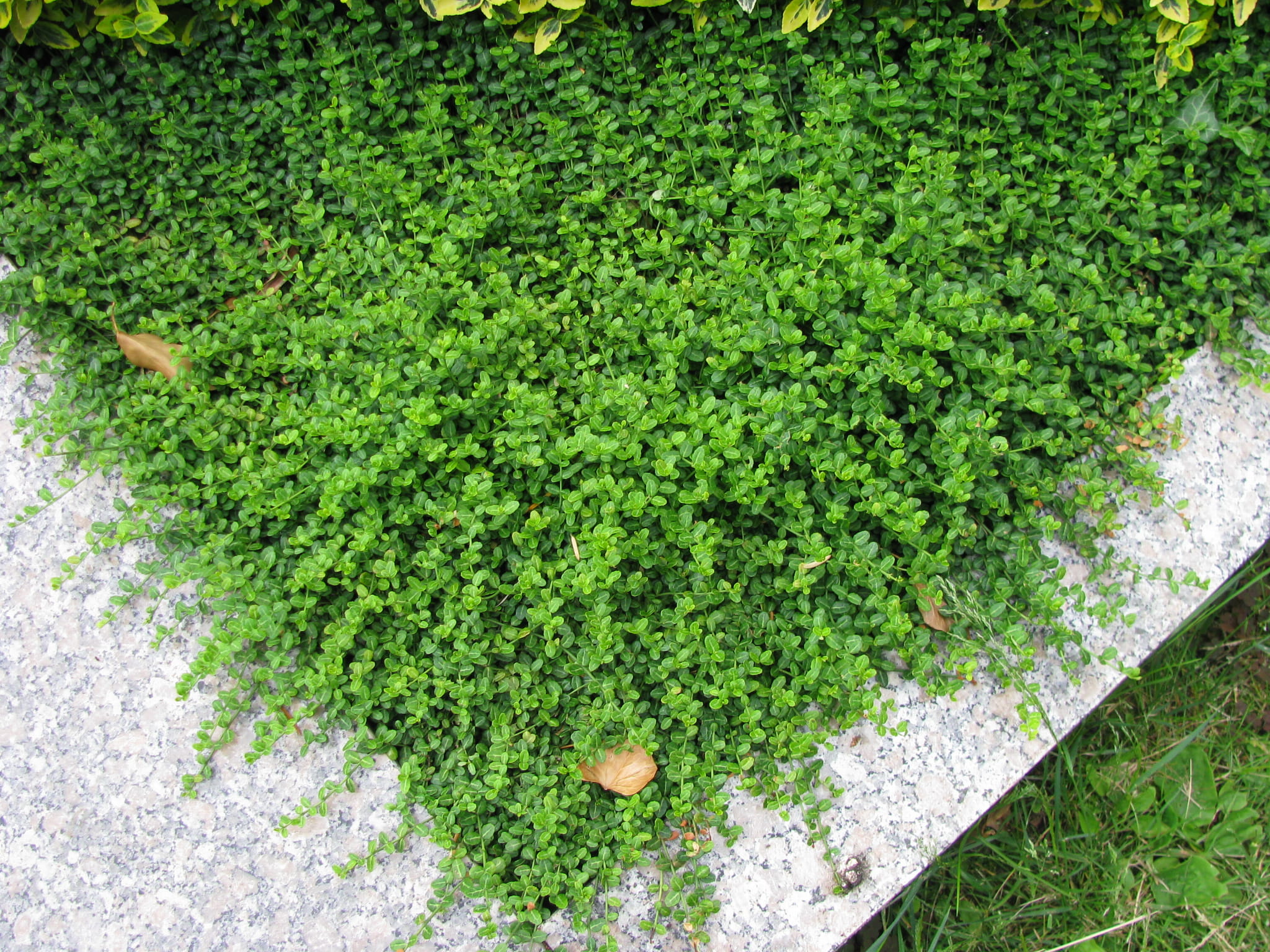 Trzmielina fortunei MINIMUS