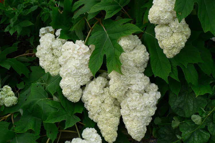 Hortensja dębolistna WHITE