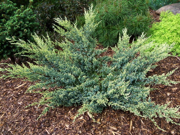 Jałowiec łuskowaty DREAM JOY