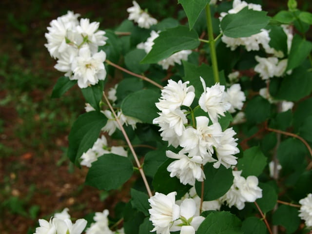 Jaśminowiec Wonny ALBATRE