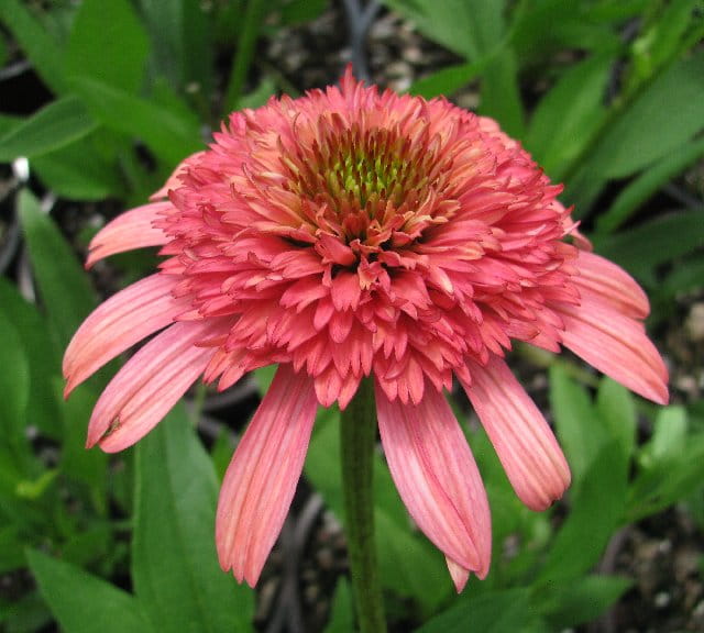 Jeżówka SECRET PASSION