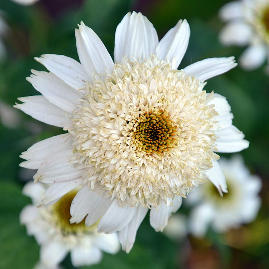 Jeżówka WHITE DOUBLE DELIGHT