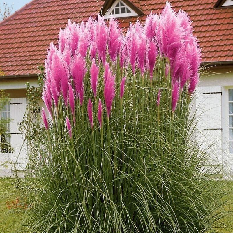 Trawa pampasowa różowa ROSE PLUME