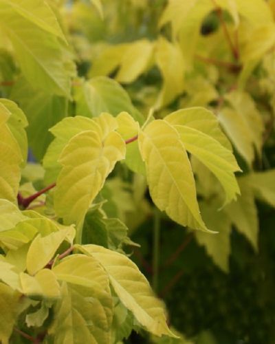 Klon jesionolistny ODESSANUM