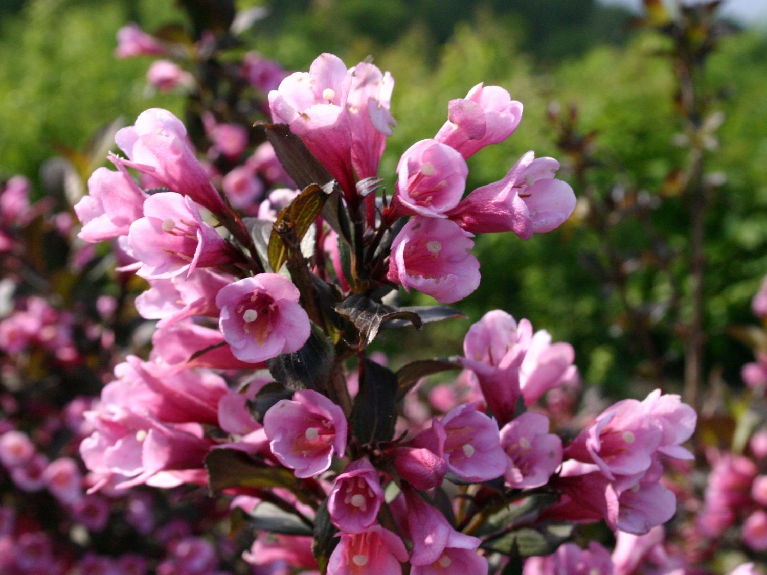 Krzewuszka weigela KOREA
