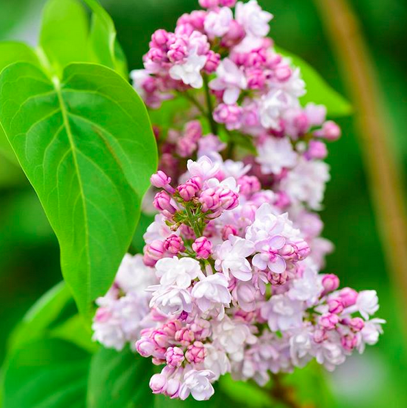 Lilak pospolity KRASAWICA MOSKWY