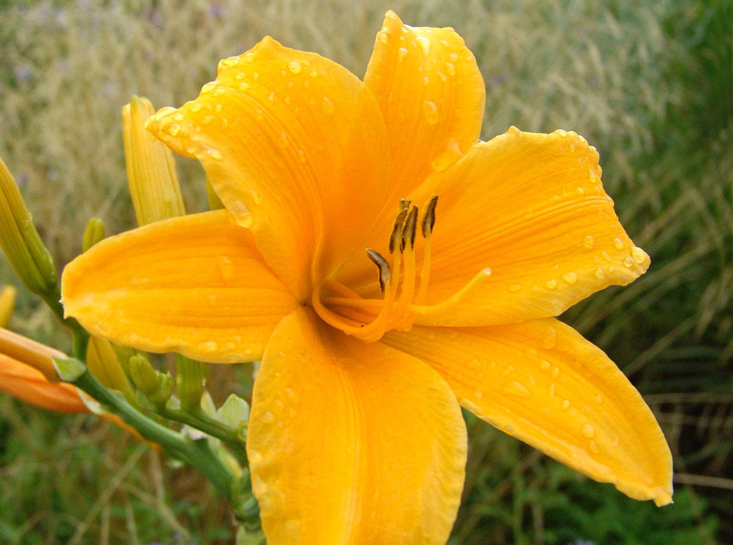 Liliowiec Ogrodowy ATEN