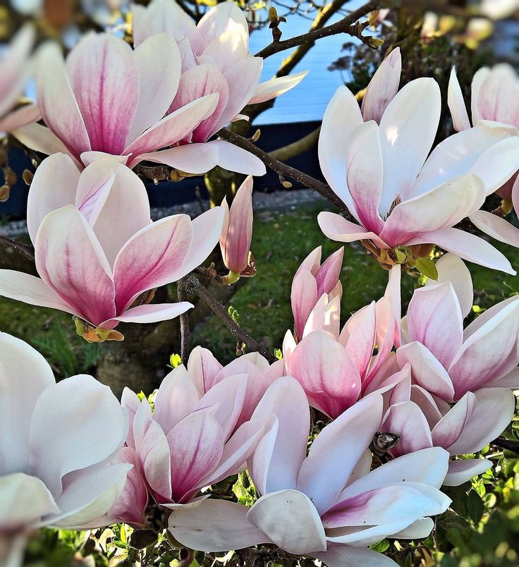 Magnolia FRAGRANT CLOUD