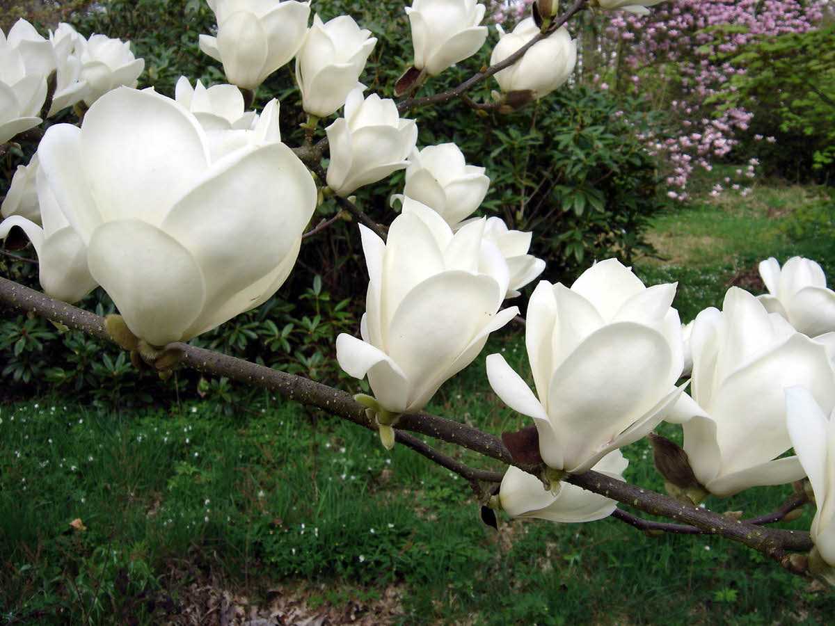 Magnolia LENNEI ALBA
