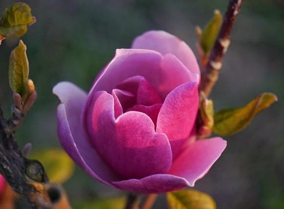 Magnolia SWEET MERLOT