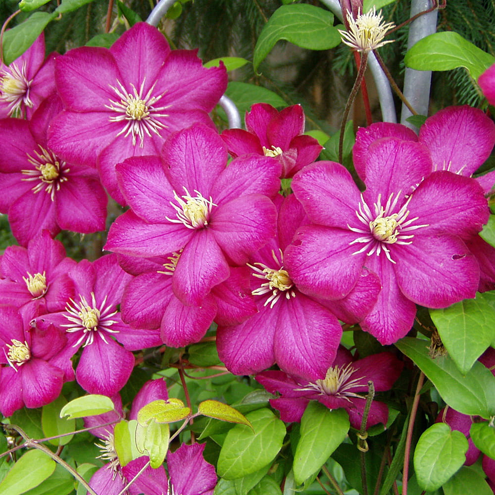 Powojnik CLEMATIS Ville De Lyon