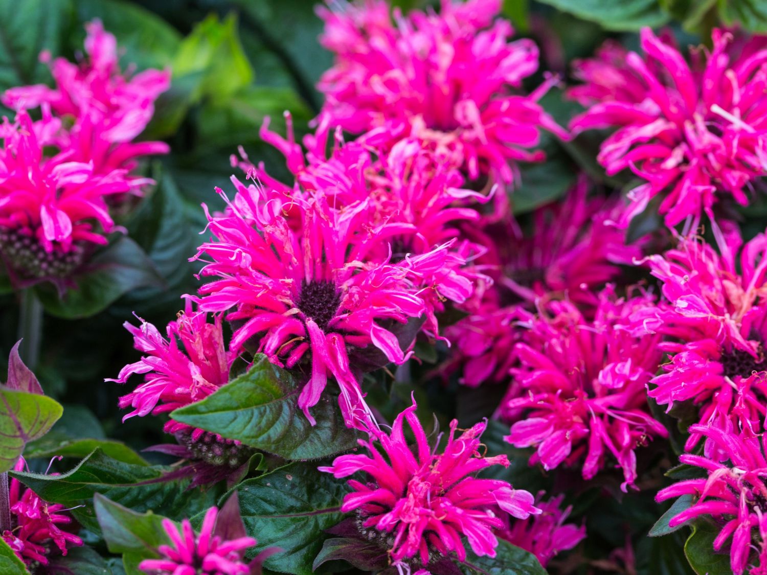 Pysznogłówka CRANBERRY LACE