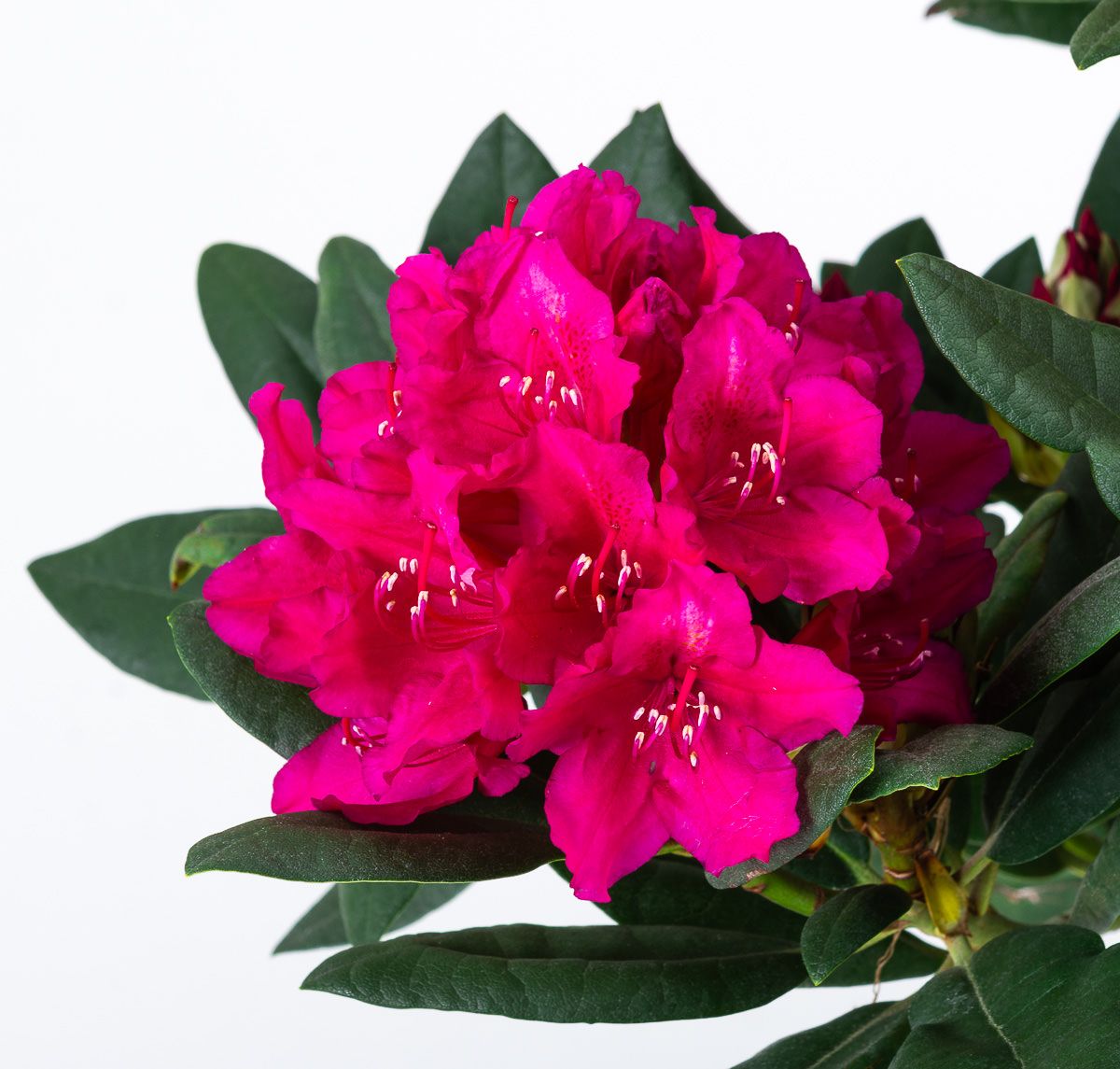 Różanecznik Dr.H.C. DRESSELHUYS