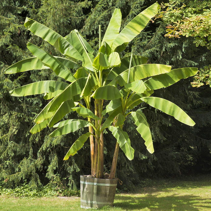 Bananowiec Musa Basjoo