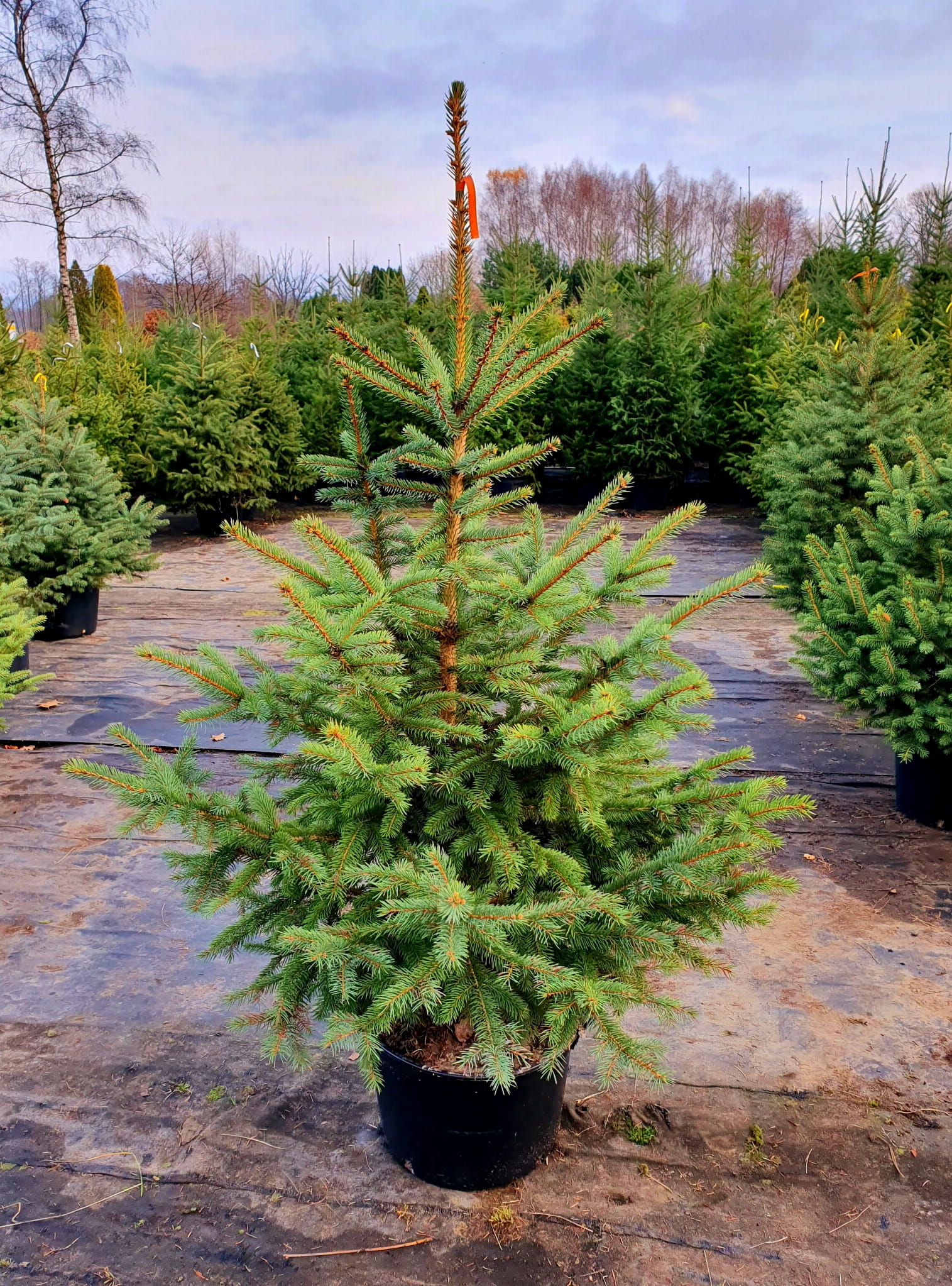 Świerk Zielony cięty choinka Świąteczna 180cm