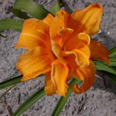 Liliowiec 'Bandolero'