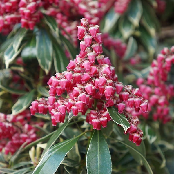 Pieris Japoński Ralto