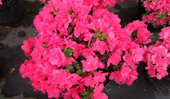 Azalia japońska 'Tornella'