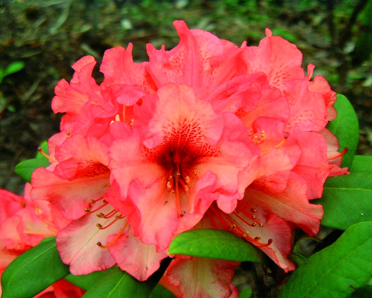 Azalia wielkokwiatowa 'Parkfeuer'