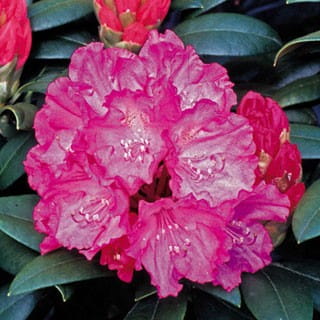 Różanecznik ''Helliki'