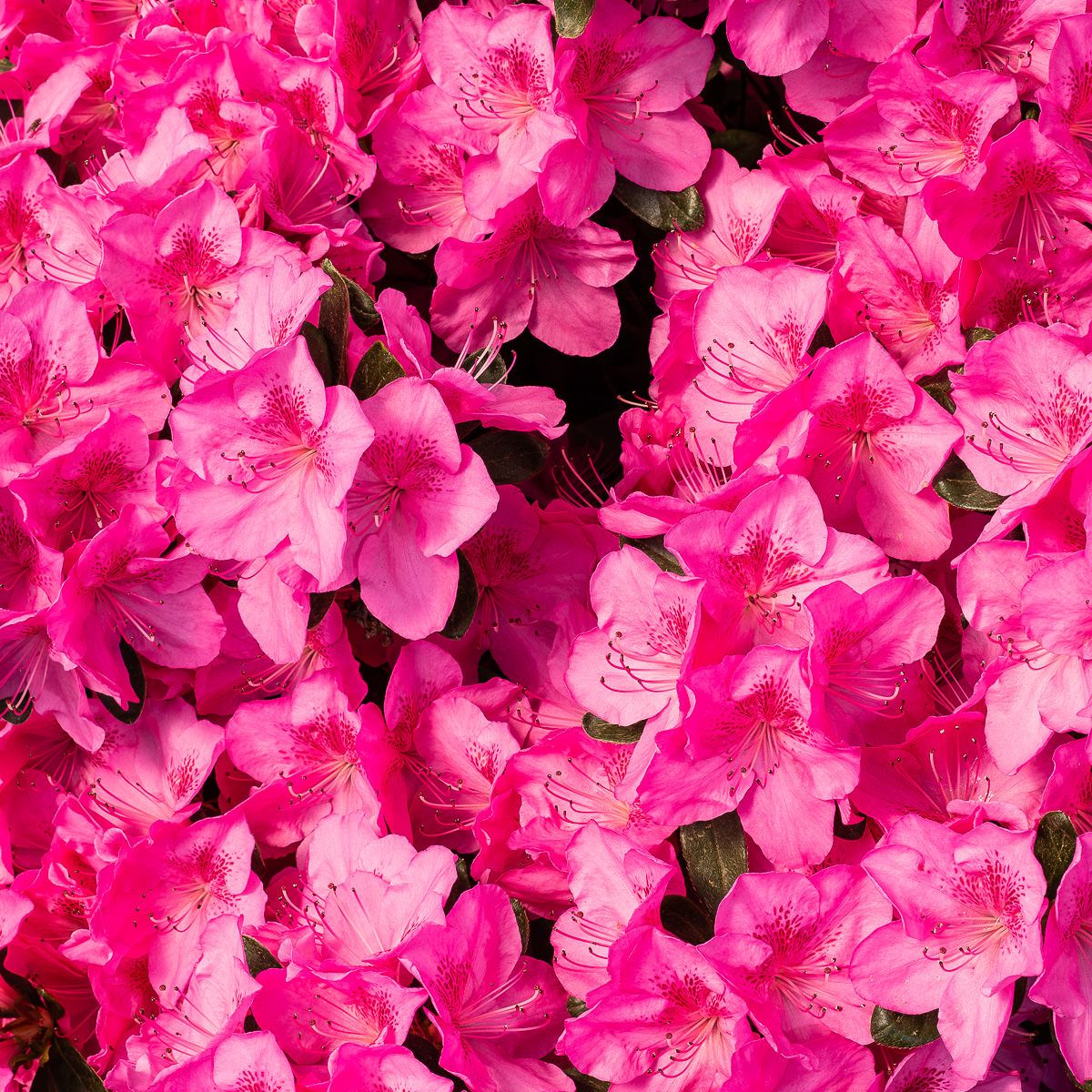 Różanecznik różowy karłowy