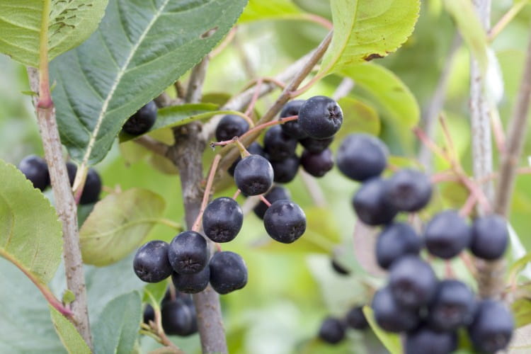Aronia czarnoowocowa NERO