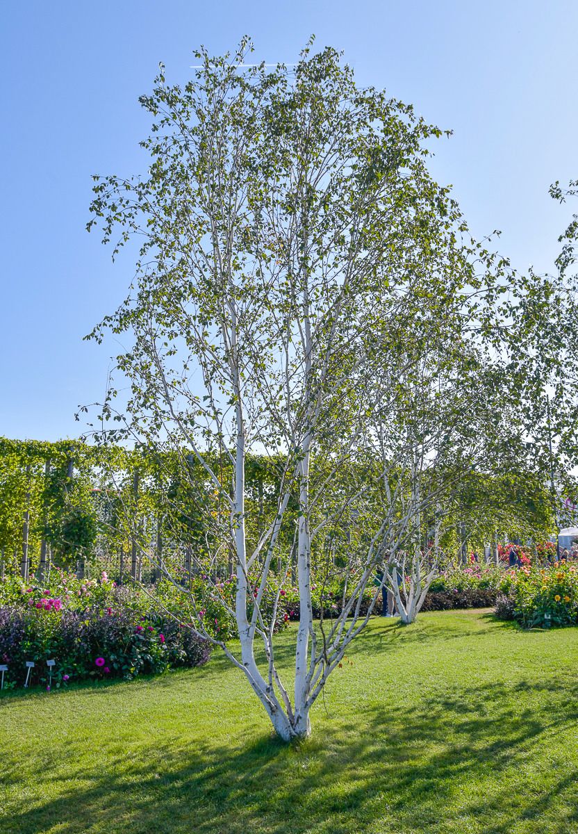 Brzoza Pożyteczna Jacquemontii