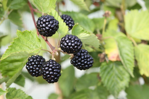 Jeżyna bezkolcowa 'Direttissima Montblanc'