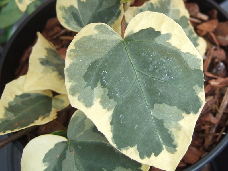 Bluszcz Kolchidzki 'Dentata Variegata'