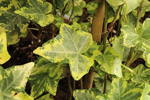 Bluszcz Pospolity 'Kolibri'