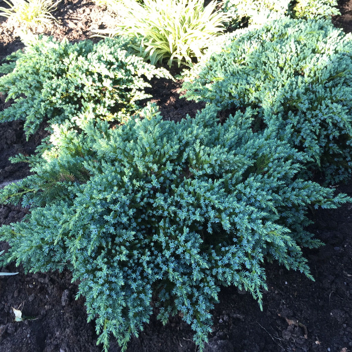 Jałowiec łuskowaty 'Little Joanna'