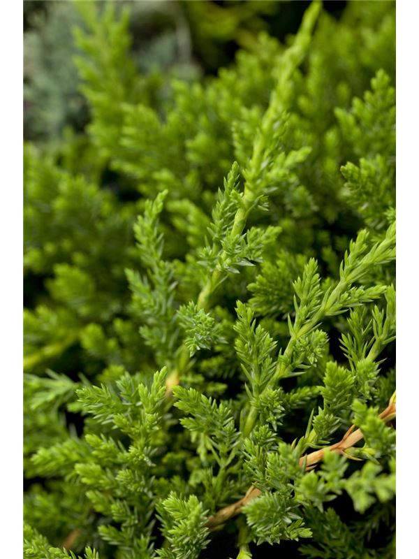 Jałowiec płożący PRINCE OF WALES na pniu